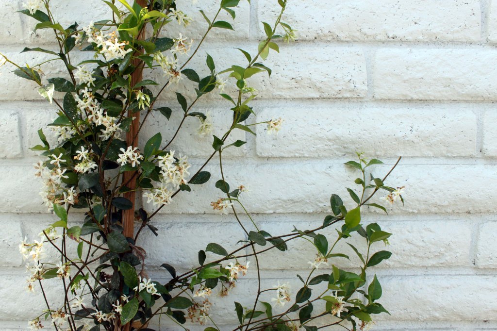 北海岸金山陽明山 溫泉推薦介紹 Taiwan Hot&nbsp;Spring